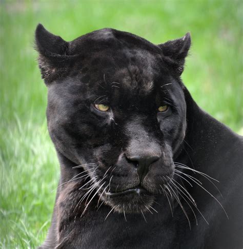 Results of genetic analysis indicate that the. . Dark panthera